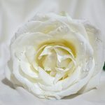 cristina-pop-Az37xWxlS1A-unsplash