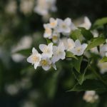 korobovaphoto-cbjEBlQKwgc-unsplash