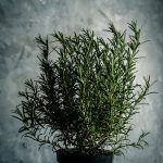 vincent-foret-R8Ct7Macnus-unsplash